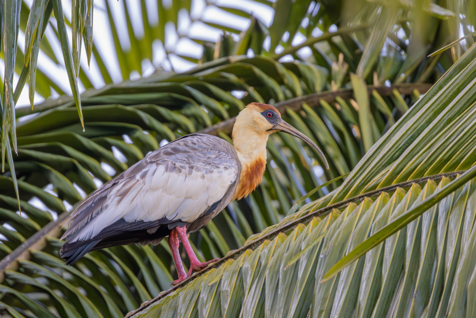 image Buff-necked Ibis